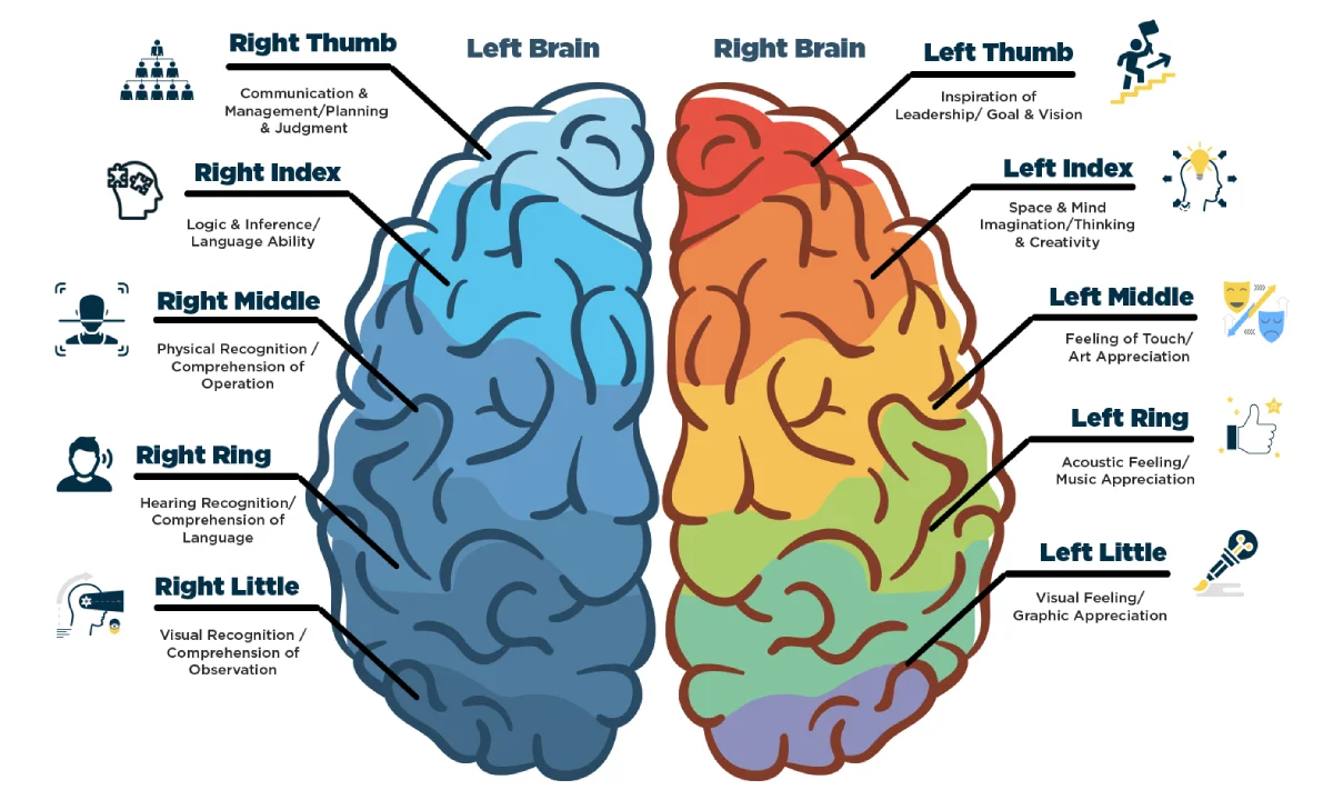  Brain Finger connection