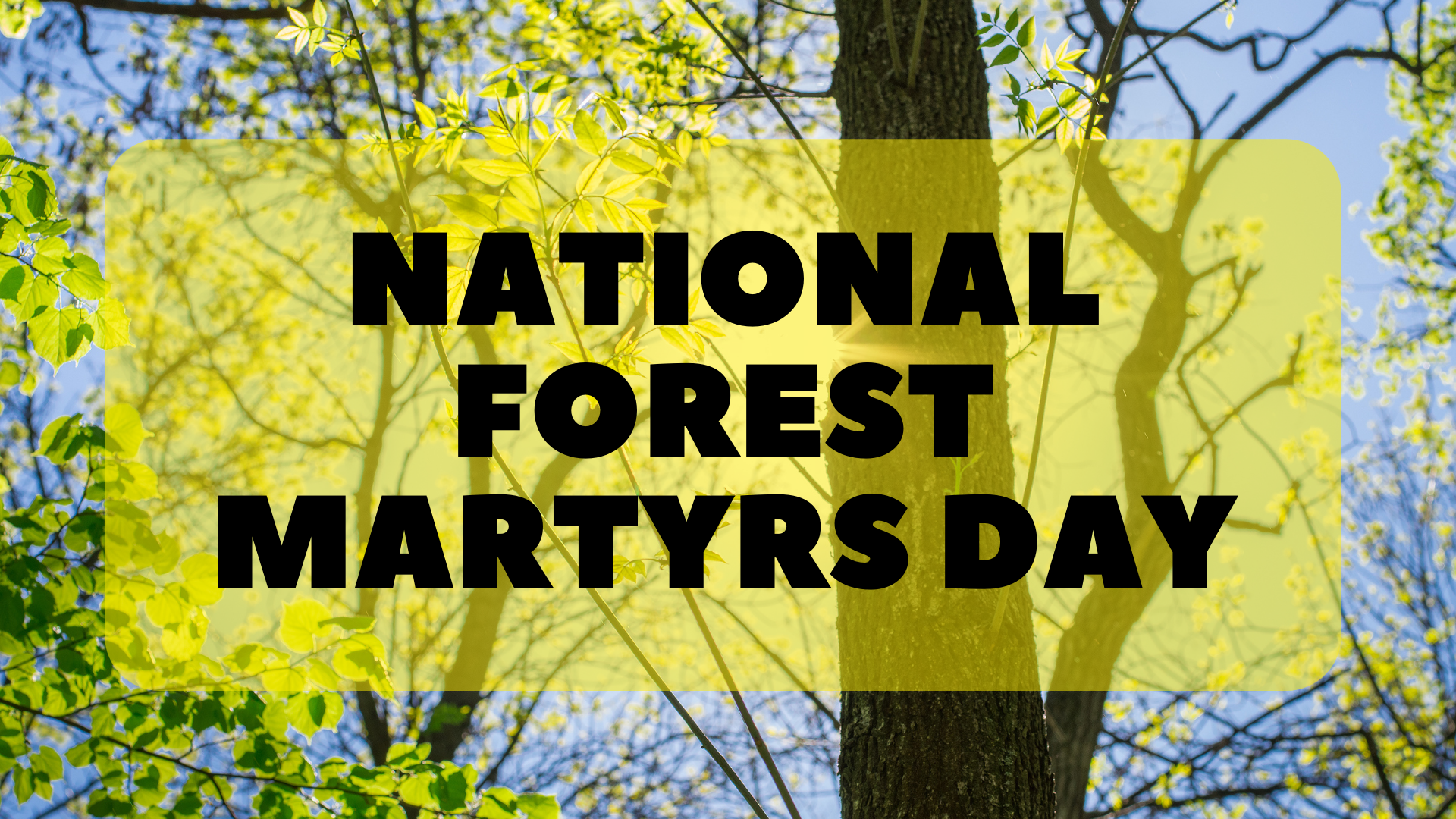 National Forest Day