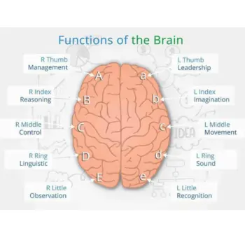 Fingerprints and Brain Lobes